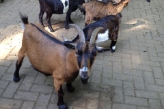 frankenhof_2016-06-1482074291