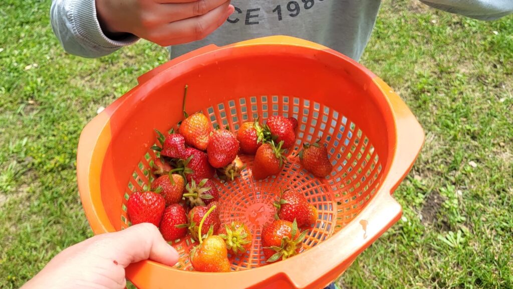 Die ersten Früchte sind da! Erfolgreicher Start in die Gartensaison
